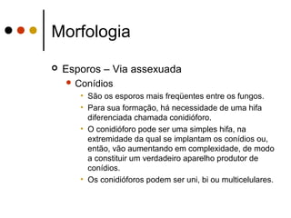 Morfologia
 Esporos – Via assexuada
 Conídios
• São os esporos mais freqüentes entre os fungos.
• Para sua formação, há necessidade de uma hifa
diferenciada chamada conidióforo.
• O conidióforo pode ser uma simples hifa, na
extremidade da qual se implantam os conídios ou,
então, vão aumentando em complexidade, de modo
a constituir um verdadeiro aparelho produtor de
conídios.
• Os conidióforos podem ser uni, bi ou multicelulares.
 