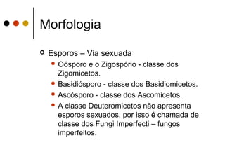 Morfologia
 Esporos – Via sexuada
 Oósporo e o Zigospório - classe dos
Zigomicetos.
 Basidiósporo - classe dos Basidiomicetos.
 Ascósporo - classe dos Ascomicetos.
 A classe Deuteromicetos não apresenta
esporos sexuados, por isso é chamada de
classe dos Fungi Imperfecti – fungos
imperfeitos.
 