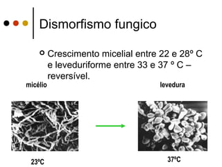 Dismorfismo fungico
 Crescimento micelial entre 22 e 28º C
e leveduriforme entre 33 e 37 º C –
reversível.
23ºC 37ºC
micélio levedura
 