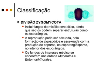 Classificação
 DIVISÃO ZYGOMYCOTA
 Inclui fungos de micélio cenocítico, ainda
que septos podem separar estruturas como
os esporângios.
 A reprodução pode ser sexuada, pela
formação de zigospórios e assexuada com a
produção de esporos, os esporangiósporos,
no interior dos esporângios.
 Os fungos de interesse médico se
encontram nas ordens Mucorales e
Entomophthorales.
 