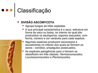 Classificação
 DIVISÃO ASCOMYCOTA
 Agrupa fungos de hifas septadas.
 A sua principal característica é o asco, estrutura em
forma de saco ou bolsa, no interior do qual são
produzidos os ascósporos, esporos sexuados, com
forma, número e cor variáveis para cada espécie.
 Algumas espécies produzem ascocarpos e
ascostromas no interior dos quais se formam os
ascos - conídios, propágulos assexuados.
 As espécies patogênicas para o homem se
classificam em três classes: Hemiascomycetes,
Loculoascomycetes e Plectomycetes.
 