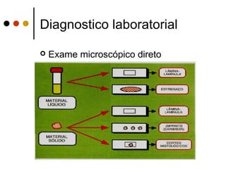 Diagnostico laboratorial
 Exame microscópico direto
 