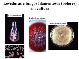 Aula   11 fungos