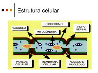 Estrutura celular
 