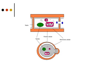 Parede celular
Membrana celular
Núcleo
Septo
 