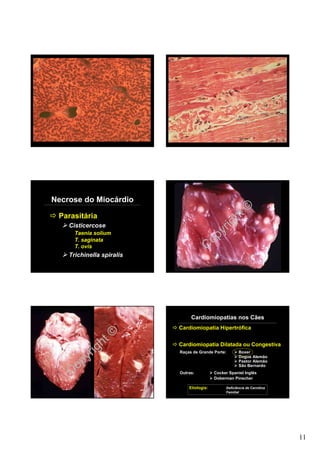 Necrose do Miocárdio

 Parasitária                                     ht©
                                               ig
                                            yr
    Cisticercose

                                          op
      Taenia solium
      T. saginata
      T. ovis                           C
    Trichinella spiralis




                                Cardiomiopatias nos Cães
                           Cardiomiopatia Hipertrófica


             ht©           Cardiomiopatia Dilatada ou Congestiva
           ig
        yr
                           Raças de Grande Porte:       Boxer
                                                        Dogue Alemão

      op
                                                        Pastor Alemão
                                                        São Bernardo

    C                      Outras:          Cocker Spaniel Inglês
                                            Doberman Pinscher

                               Etiologia:        Deficiência de Carnitina
                                                 Familial




                                                                            11
 