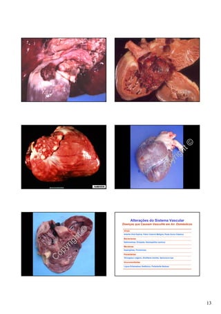 ht©
                                                                  ig
                                                               yr
                                                           C op




                         Alterações do Sistema Vascular
               Doenças que Causam Vasculite em An. Domésticos



          t©
                Virais
                Arterite Viral Eqüina, Febre Catarral Maligna, Peste Suína Clássica

         h
       ig
                Bacterianas



    yr
                Salmonelose, Erisipela, Haemophilus somnus

                Micóticas



  op
                Aspergilose, Ficomicose

                Parasitárias

C               Strongylus vulgaris, Dirofilaria immitis, Spirocerca lupi

                Imunomediadas
                Lúpus Eritematoso Sistêmico, Poliarterite Nodosa




                                                                                      13
 