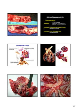 Alterações das Artérias

                                                                                                Tromboembolismo
                                                                                                                1. Lesão Endotelial
                                                                                              Trombose          2. Alterações no fluxo do sangue
                                                                                                                3. Estados de hipercoagulabilidade

                                                                                              Trombose da Art. Mesentérica Cranial em Eqüinos
                                                                                                           Strongylus Vulgaris

                                                                                              Trombose da Artéria Pulmonar em Cães
                                                                                                           Dirofilaria immitis




                         Dirofilariose Canina
Mosquitos infectados depositam a                    As formas maduras liberam microfilárias
larva do verme na linfa do animal                   na corrente sanguínea que são engolidas
por picada na pele                                  pelo mosquito




                                                      t©                                                                     t©
                                            r   i   gh                                                             r   i   gh
                                         py                                                                     py
                                    Co                     As formas jovens migram para a
                                                                                                           Co
                                                           artéria pulmonar e coração

    As larvas migram para o tecido
    subcutâneo onde evoluem para a
    forma jovem




                                         ht©                                                                         ht©
                                       ig                                                                          ig
                                    yr                                                                          yr
                                C op                                                                        C op




                                                                                                                                                     15
 