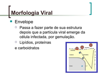 Morfologia Viral
 Envelope
 Passa a fazer parte de sua estrutura
depois que a partícula viral emerge da
célula infectada, por gemulação.
 Lipídios, proteínas
e carboidratos
 