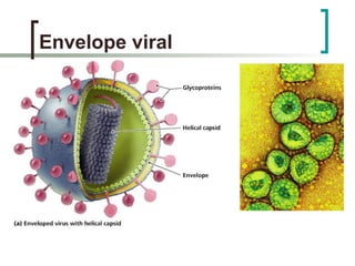 Envelope viral
 