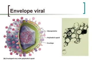 Envelope viral
 