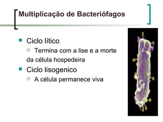 Multiplicação de Bacteriófagos
 Ciclo lítico
 Termina com a lise e a morte
da célula hospedeira
 Ciclo lisogenico
 A célula permanece viva
 