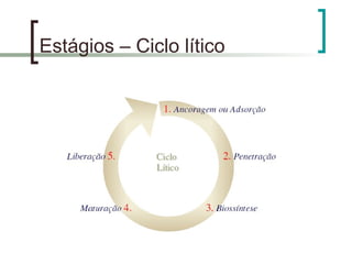 Estágios – Ciclo lítico
 