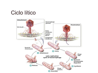 Ciclo lítico
 