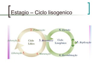 Estagio – Ciclo lisogenico
 
