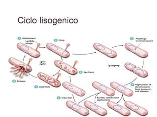 Ciclo lisogenico
 