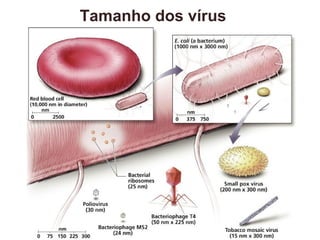 Tamanho dos vírus
 
