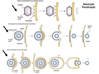 Adsorção
Penetração
 