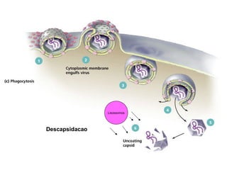 Lisossomos
Descapsidacao
 