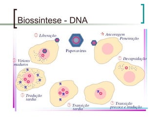Biossintese - DNA
 