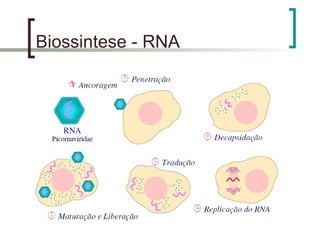 Biossintese - RNA
 