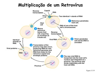 Multiplication of a Retrovirus
Figure 13.19
Retrovirus penetrates
host cell.
Virion penetrates
cell and its DNA is
uncoated
The new viral DNA is
tranported into the host cell’s
nucleus and integrated as a
provirus. The provirus may
divide indefinitely with the
host cell DNA.
1
2
3
DNA
Transcription of the
provirus may also occur,
producing RNA for new
retrovirus genomes and
RNA that codes for the
retrovirus capsid and
envelope proteins.
4
Mature
retrovirus
leaves host
cell, acquiring
an envelope as
it buds out.
5
CapsidReverse
transcriptase
Virus Two identical + stands of RNA
DNA of one of the host
cell’s chromosomes
Provirus
Host
cell
Reverse
transcriptase
Viral RNA
RNA
Viral proteins
Identical
strands of
RNA
Multiplicação de um Retrovírus
 