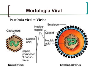 Morfologia Viral
Partícula viral = Virion
 