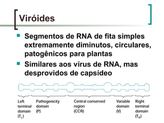  Segmentos de RNA de fita simples
extremamente diminutos, circulares,
patogênicos para plantas
 Similares aos vírus de RNA, mas
desprovidos de capsídeo
Viróides
 
