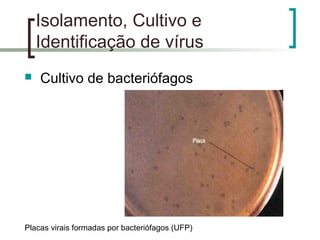 Isolamento, Cultivo e
Identificação de vírus
 Cultivo de bacteriófagos
Placas virais formadas por bacteriófagos (UFP)
 