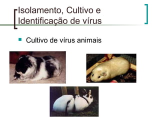 Isolamento, Cultivo e
Identificação de vírus
 Cultivo de vírus animais
 