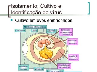 Isolamento, Cultivo e
Identificação de vírus
 Cultivo em ovos embrionados
 