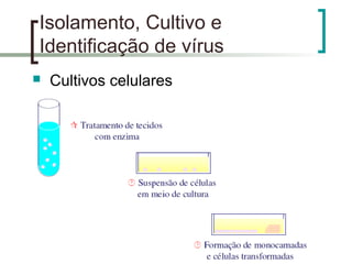 Isolamento, Cultivo e
Identificação de vírus
 Cultivos celulares
 