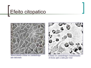 Efeito citopatico
 