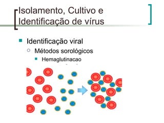 Isolamento, Cultivo e
Identificação de vírus
 Identificação viral
 Métodos sorológicos
 Hemaglutinacao
 