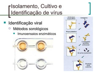 Isolamento, Cultivo e
Identificação de vírus
 Identificação viral
 Métodos sorológicos
 Imunoensaios enzimáticos
 