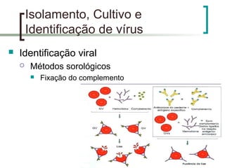 Isolamento, Cultivo e
Identificação de vírus
 Identificação viral
 Métodos sorológicos
 Fixação do complemento
 