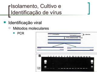 Isolamento, Cultivo e
Identificação de vírus
 Identificação viral
 Métodos moleculares
 PCR
 