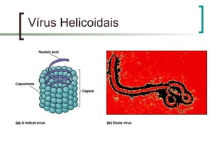 Vírus Helicoidais
 