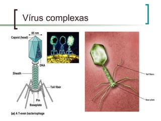 Vírus complexas
 