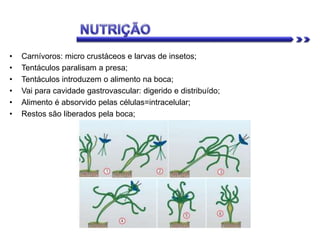 • Carnívoros: micro crustáceos e larvas de insetos;
• Tentáculos paralisam a presa;
• Tentáculos introduzem o alimento na boca;
• Vai para cavidade gastrovascular: digerido e distribuído;
• Alimento é absorvido pelas células=intracelular;
• Restos são liberados pela boca;
 