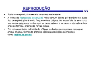 • Podem se reproduzir sexuada ou assexuadamente.
• A forma de reprodução assexuada mais comum ocorre por brotamento. Esse
tipo de reprodução é muito frequente nos pólipos. Na superfície de seu corpo
formam-se pequenos brotos, que se desenvolvem e se desprendem do animal
onde se formou, originando novas hidras.
• Em certas espécies coloniais de pólipos, os brotos permanecem presos ao
animal original, formando grandes estruturas rochosas conhecidas
como recifes de corais.
 
