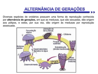 Diversas espécies de cnidários possuem uma forma de reprodução conhecida
por alternância de gerações, em que as medusas, que são sexuadas, dão origem
aos pólipos, e estes, por sua vez, dão origem às medusas por reprodução
assexuada.
 