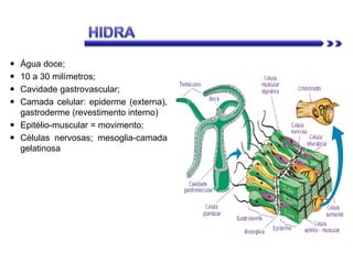  Água doce;
 10 a 30 milímetros;
 Cavidade gastrovascular;
 Camada celular: epiderme (externa),
gastroderme (revestimento interno)
 Epitélio-muscular = movimento;
 Células nervosas; mesoglia-camada
gelatinosa
 