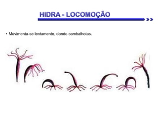 • Movimenta-se lentamente, dando cambalhotas.
 