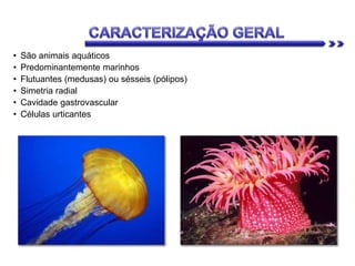 • São animais aquáticos
• Predominantemente marinhos
• Flutuantes (medusas) ou sésseis (pólipos)
• Simetria radial
• Cavidade gastrovascular
• Células urticantes
 