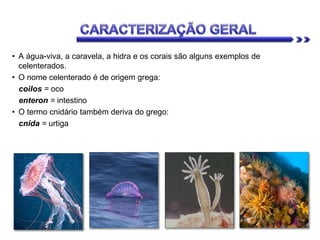 • A água-viva, a caravela, a hidra e os corais são alguns exemplos de
celenterados.
• O nome celenterado é de origem grega:
coilos = oco
enteron = intestino
• O termo cnidário também deriva do grego:
cnida = urtiga
 