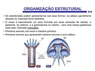 • Os celenterados podem apresentar-se sob duas formas: os pólipos (geralmente
sésseis) ou medusas (livre-natantes).
• O corpo é basicamente um saco formado por duas camadas de células: a
epiderme, no exterior, e a gastroderme no interior - com uma massa gelatinosa
entre elas, chamada mesogléia.
• Primeiros animais com boca e intestino primitivo
• Primeiros animais que apresentam sistema nervoso e arco reflexo.
 