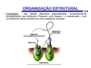 • Cnidoblasto - são células altamente especializadas, concentrando-se
principalmente nos tentáculos. Possuem uma cápsula – o nematocisto – com
um filamento interno emissor de uma substância urticante.
 