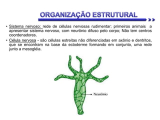 • Sistema nervoso: rede de células nervosas rudimentar; primeiros animais a
apresentar sistema nervoso, com neurônio difuso pelo corpo; Não tem centros
coordenadores.
• Célula nervosa - são células estreitas não diferenciadas em axônio e dentritos,
que se encontram na base da ectoderme formando em conjunto, uma rede
junto a mesogléia.
 