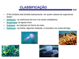 • O filo Cnidaria está dividido basicamente em quatro classes de organismos
atuais :
• Anthozoa - as anêmonas-do-mar e os corais verdadeiros;
• Scyphozoa- as águas-vivas;
• Cubozoa - as medusas em forma de cubo;
• Hydrozoa - as hidras, algumas medusas, a caravela e os corais-de-fogo;
 